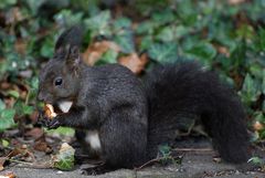 Ich bin ein Eichhörnchen