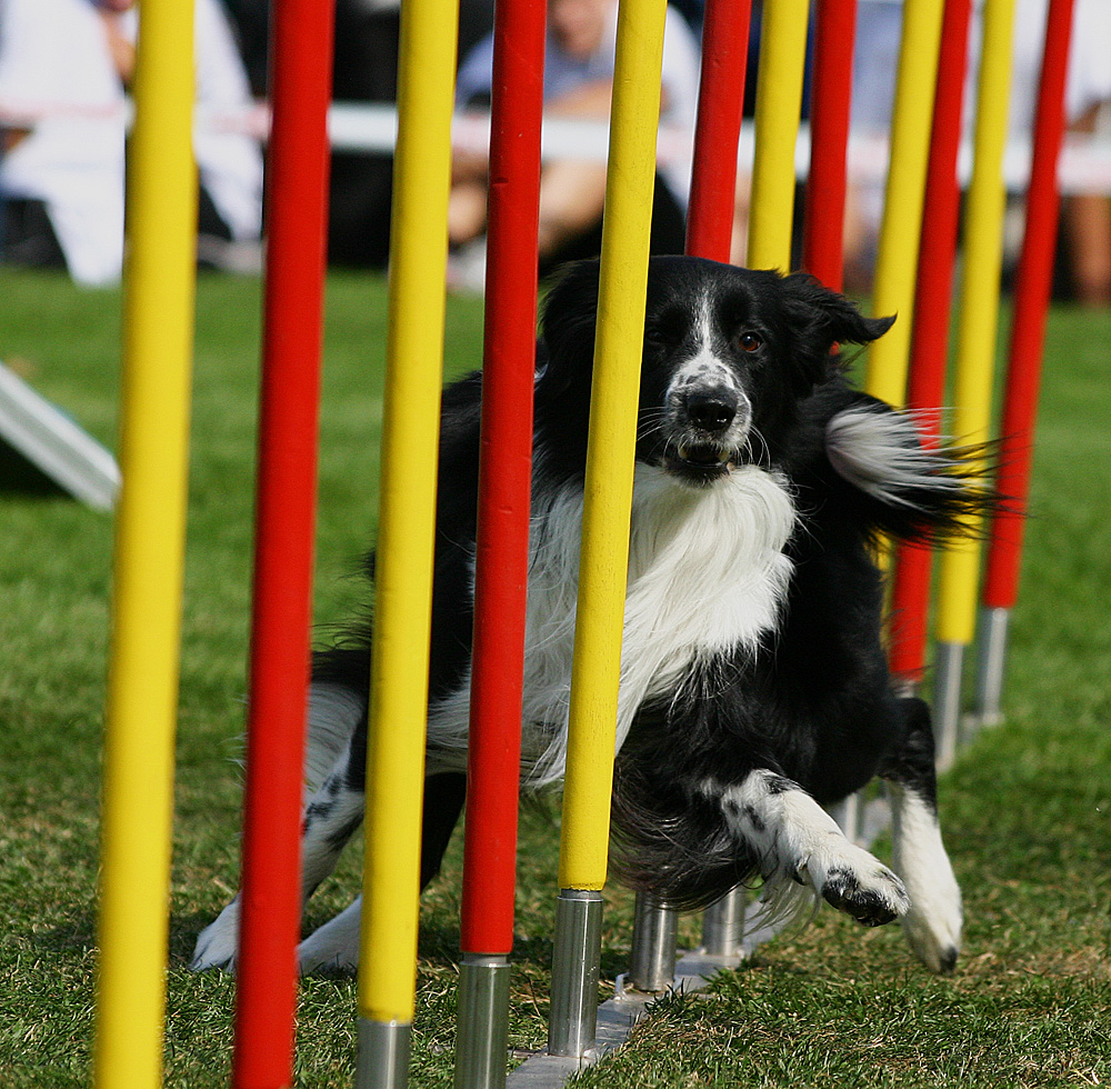 Ich bin ein Fan von Agility