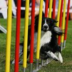 Ich bin ein Fan von Agility