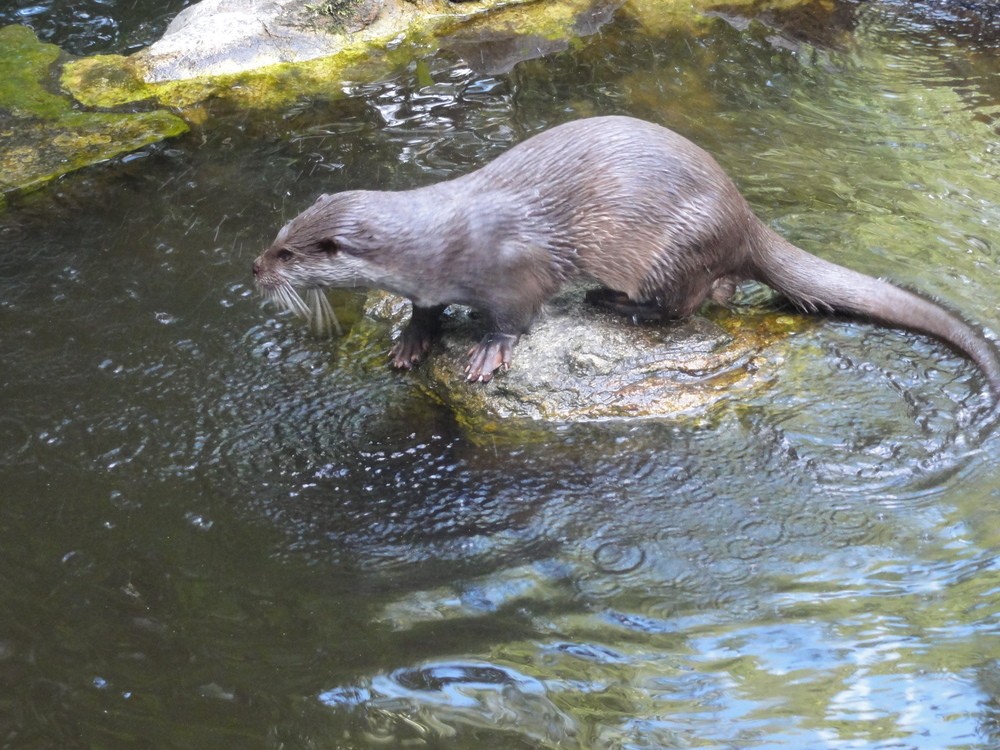 Ich bin ein Fischotter, bewundert mich doch mal!