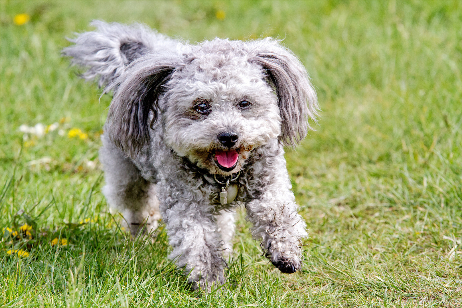 Ich bin ein fröhlicher Hund ....