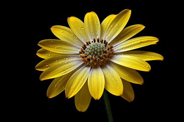 Ich bin ein Frühlings Blümchen - ( Stacking Bild )  