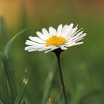 Ich bin ein Gänseblümchen