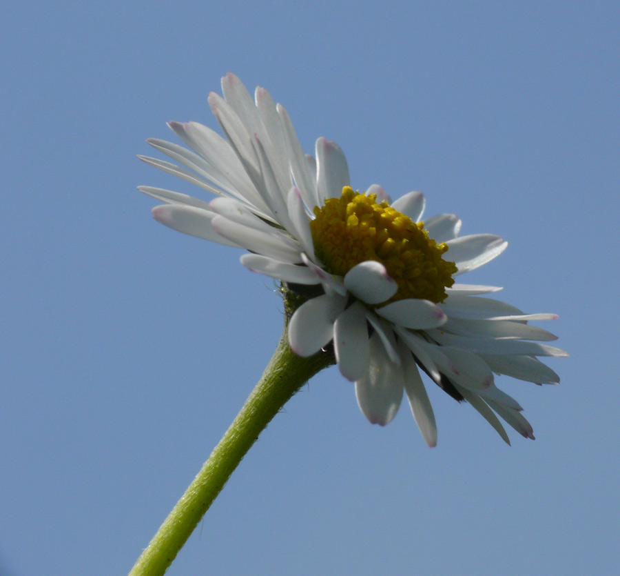 Ich bin ein Gänseblümchen...