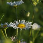 Ich bin ein Gänseblümchen im Sonnenschein....