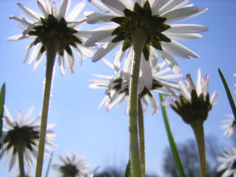 Ich bin ein Gänseblümchen im Sonnenschein....