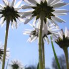 Ich bin ein Gänseblümchen im Sonnenschein....