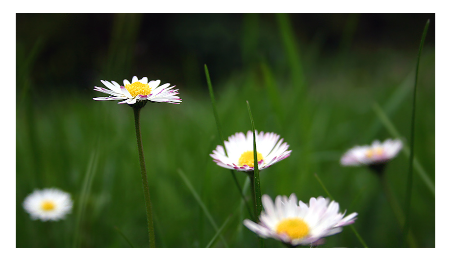 ich bin ein gänseblümchen .. [in farbe]