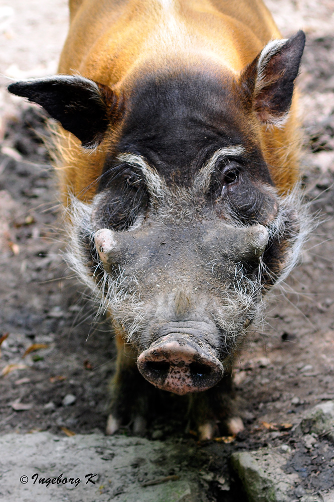 Ich bin ein ganz sauberes und besonders schönes Schwein