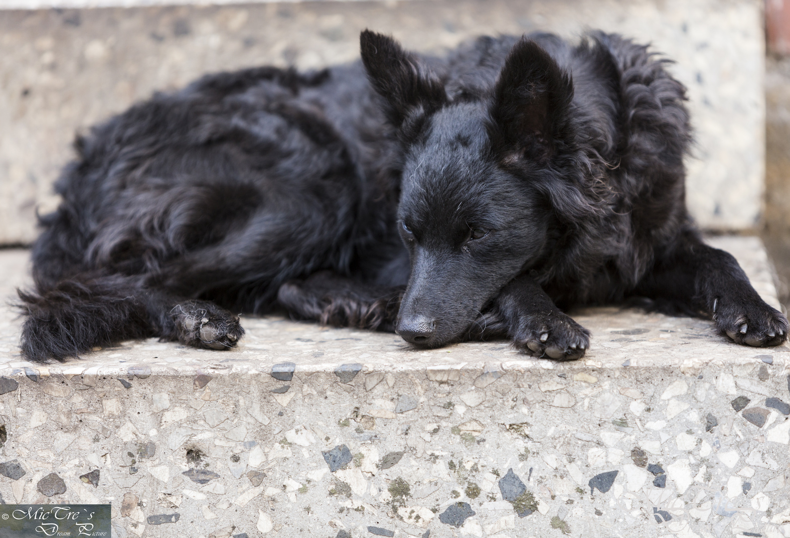 Ich bin ein grosser böser schwarzer Hund... :)