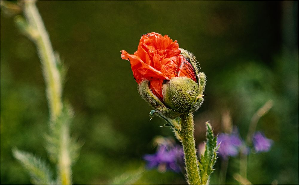 Ich bin ein grosser Mohn