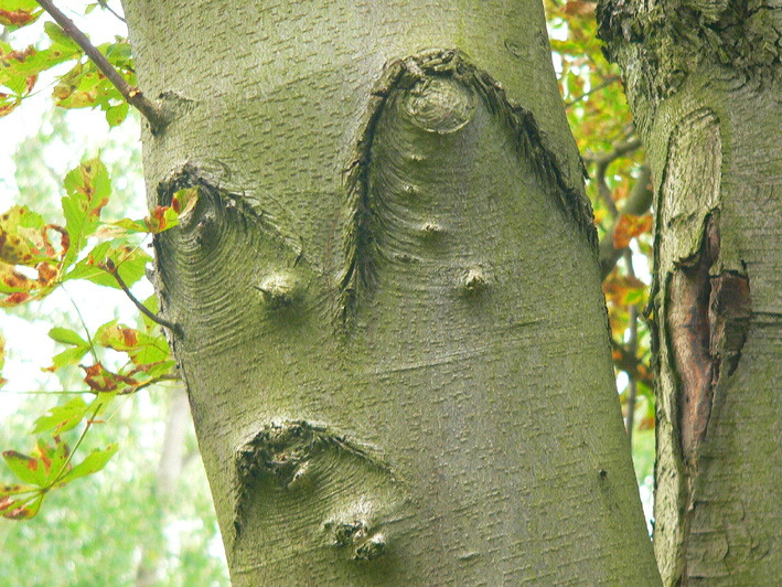 Ich bin ein Herbstmädchen.Und Du?