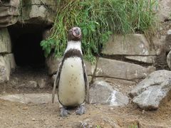 Ich bin ein Humboldt Pinguin