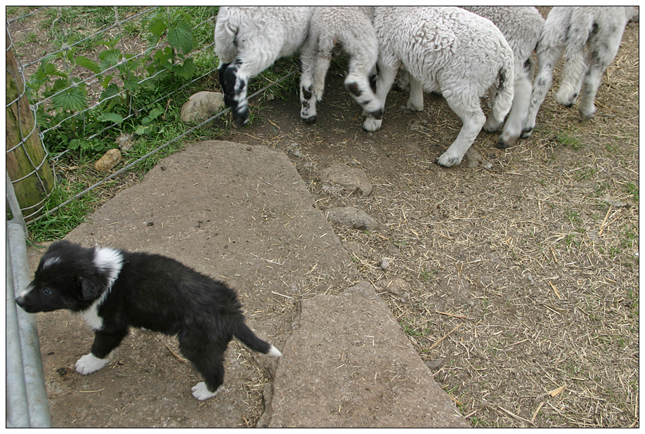 Ich bin ein Hund - Holt mich hier raus!