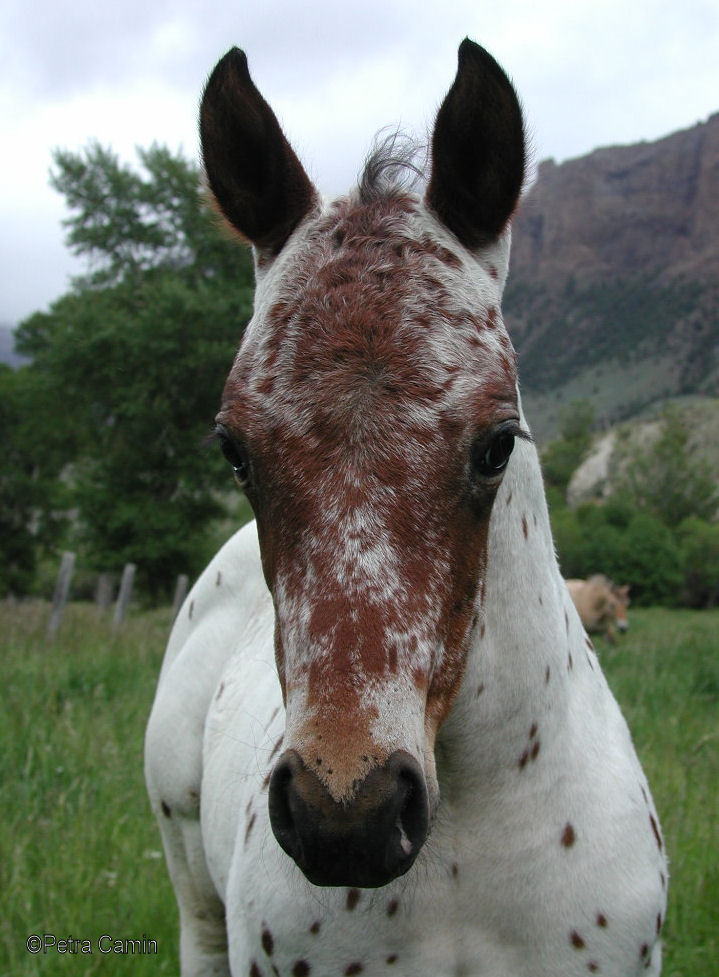 ...ich bin ein kleiner Appaloosa