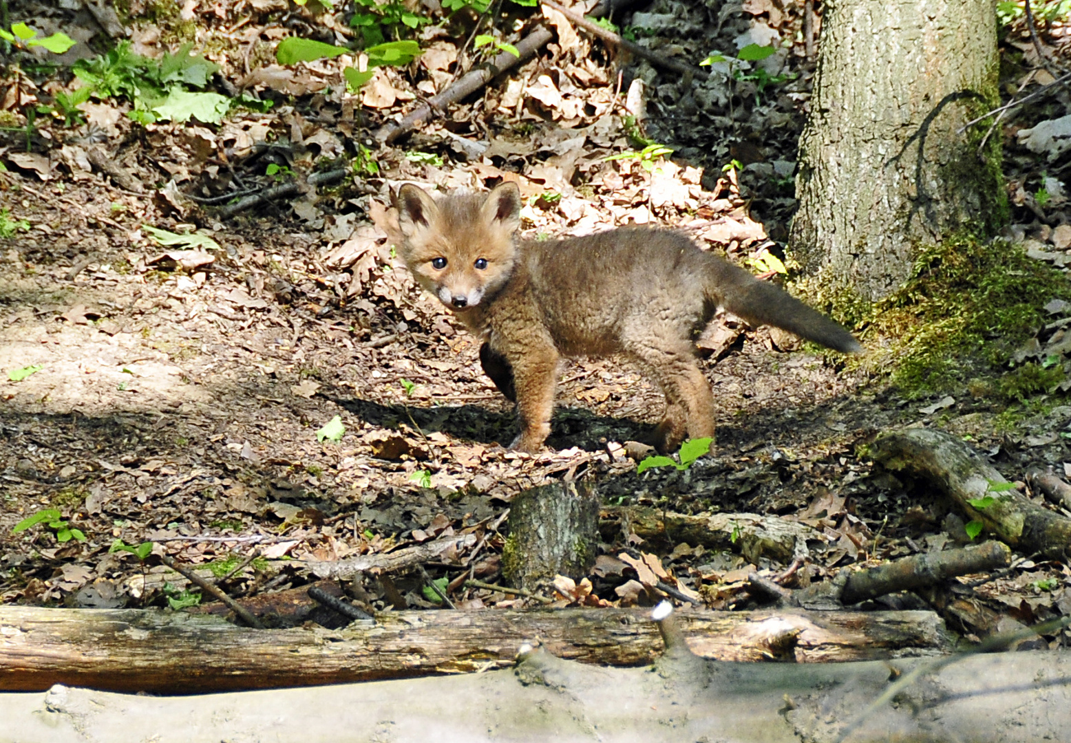 Ich bin ein kleiner Fuchs....