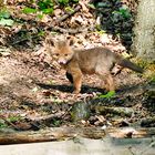 Ich bin ein kleiner Fuchs....