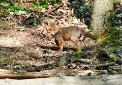 Ich bin ein kleiner Fuchs....