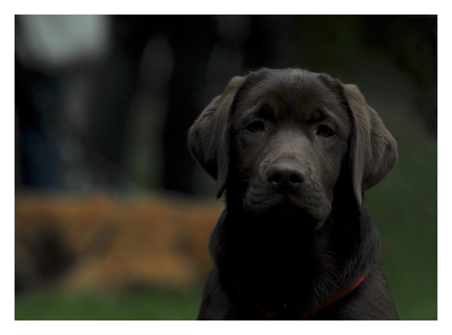 Ich bin ein kleiner Labrador und wenn ich groß bin will ich Windhund werden