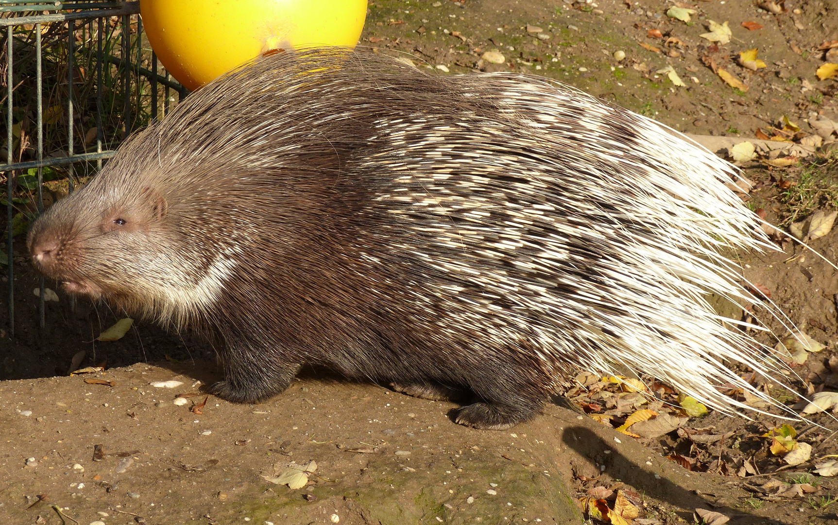 Ich bin ein kleines Stachelschwein