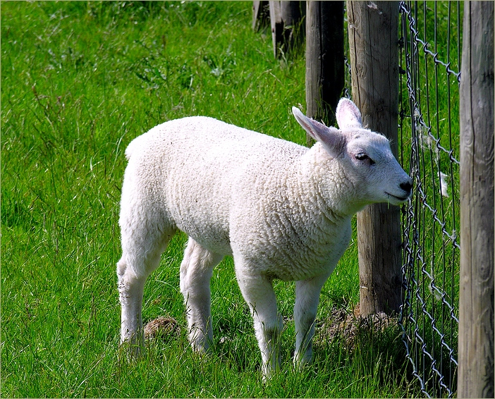 Ich bin ein Lamm - Holt mich hier raus !!!