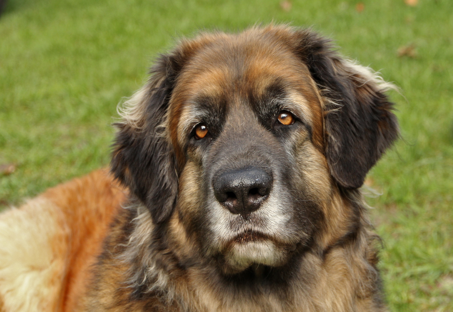 ich bin ein Leonberger