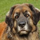 ich bin ein Leonberger