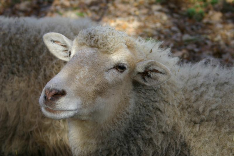 ich... bin ein liebes Schaf!