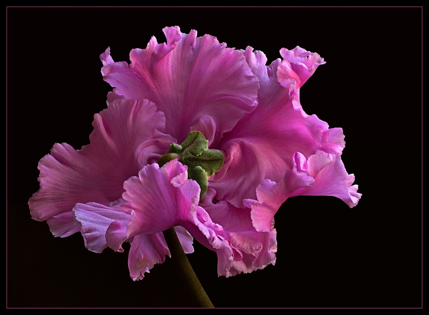 Get Blumenbilder lustige For Android