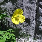 Ich bin ein "Mauer-Scheinmohn-Blümchen" ;-)