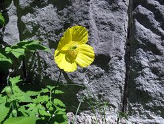 Ich bin ein "Mauer-Scheinmohn-Blümchen" ;-)