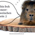 Ich bin ein Meerschweinchen !