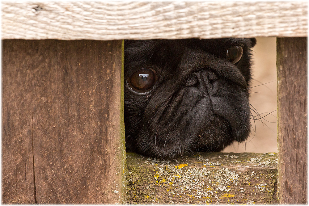 Ich bin ein Mops holt mich hier raus!