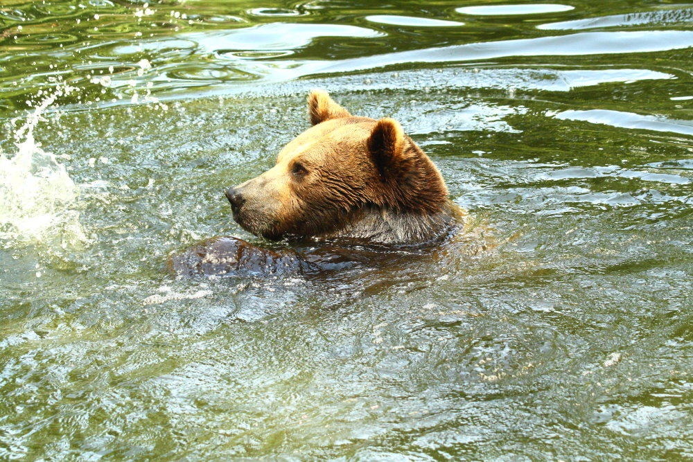 Ich bin ein Planschbär....