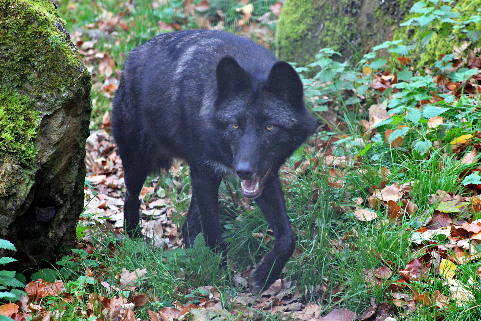 Ich bin ein pöser pöser Wolf....