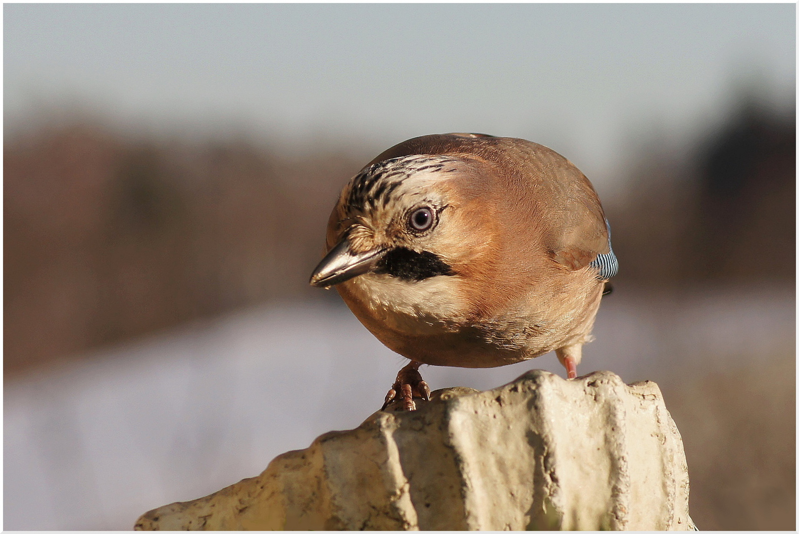 Ich bin ein Rabenvogel