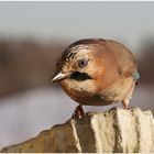 Ich bin ein Rabenvogel