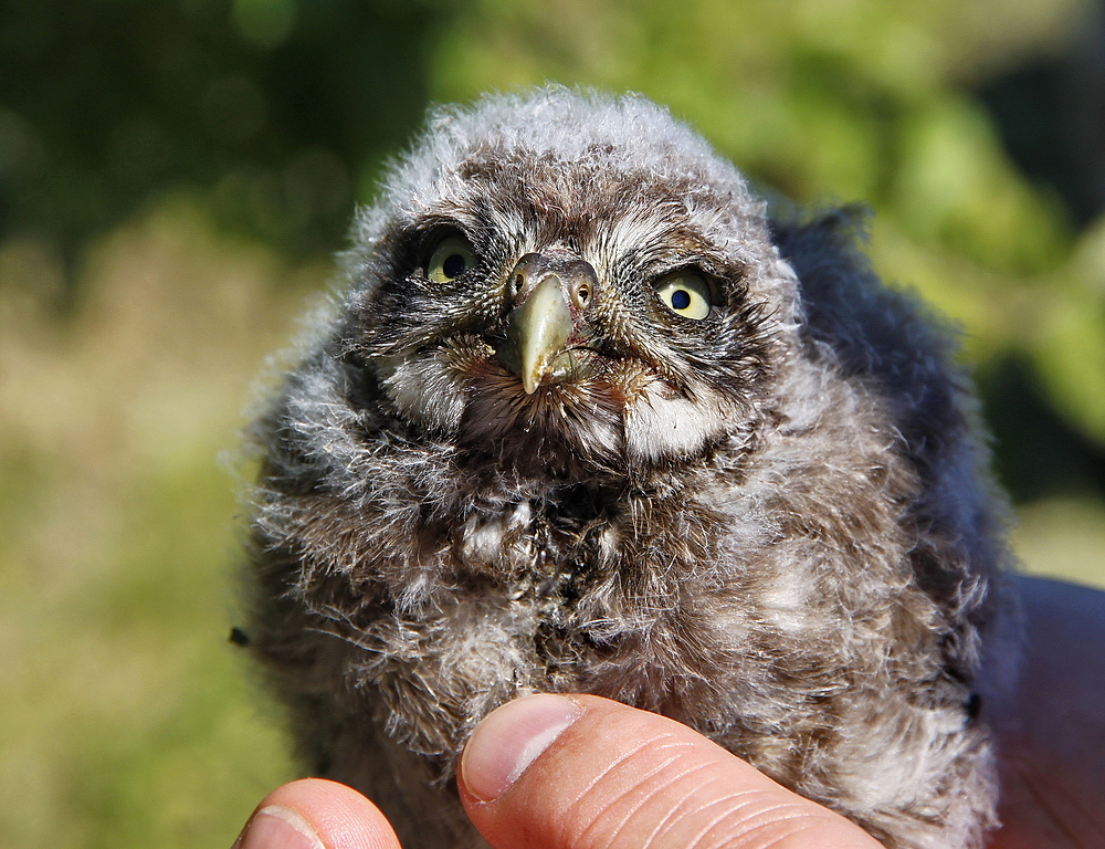 Ich bin ein Raubvogel!!