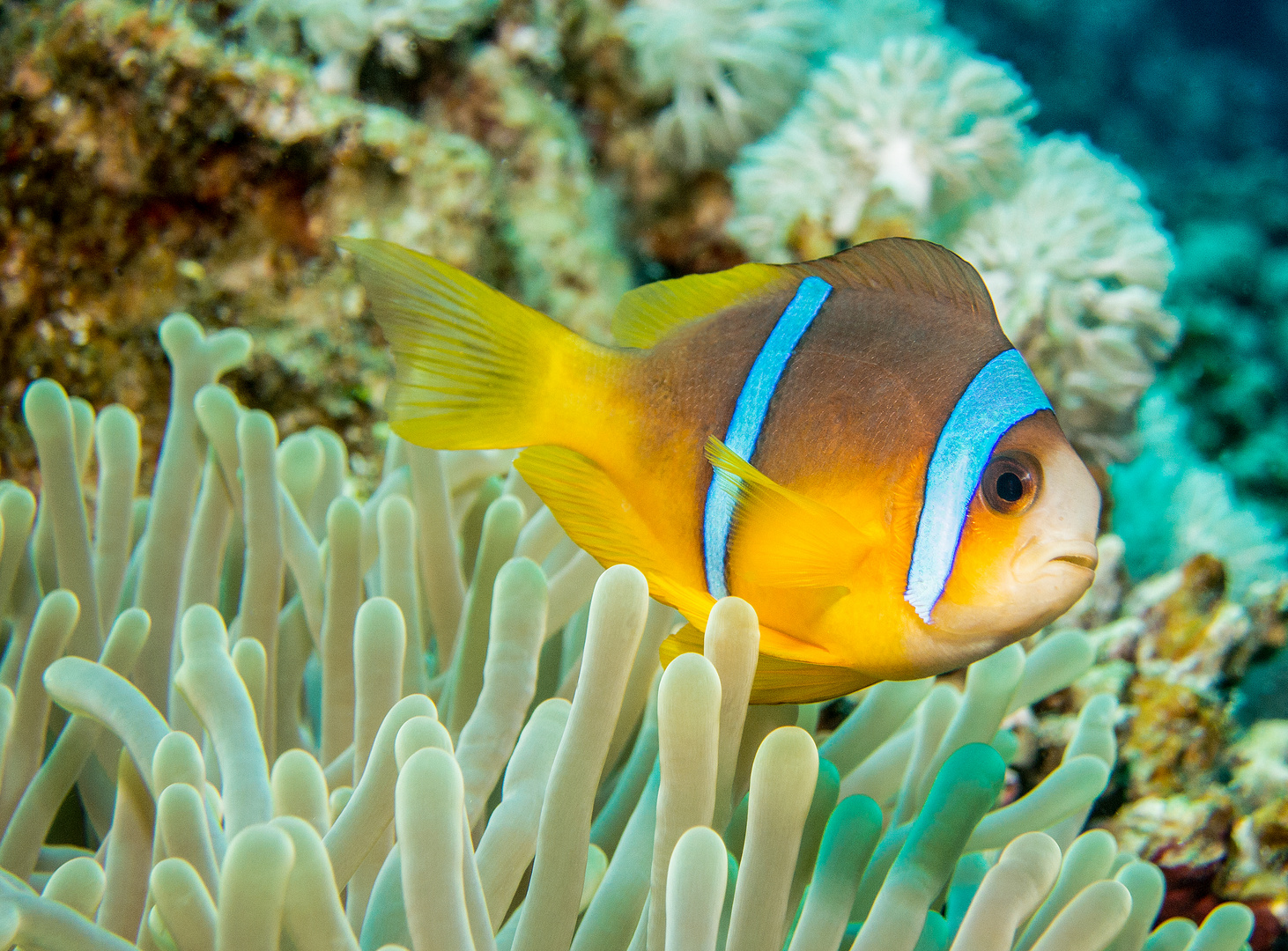 Ich bin ein Rotmeer-Anemonenfisch! :-)