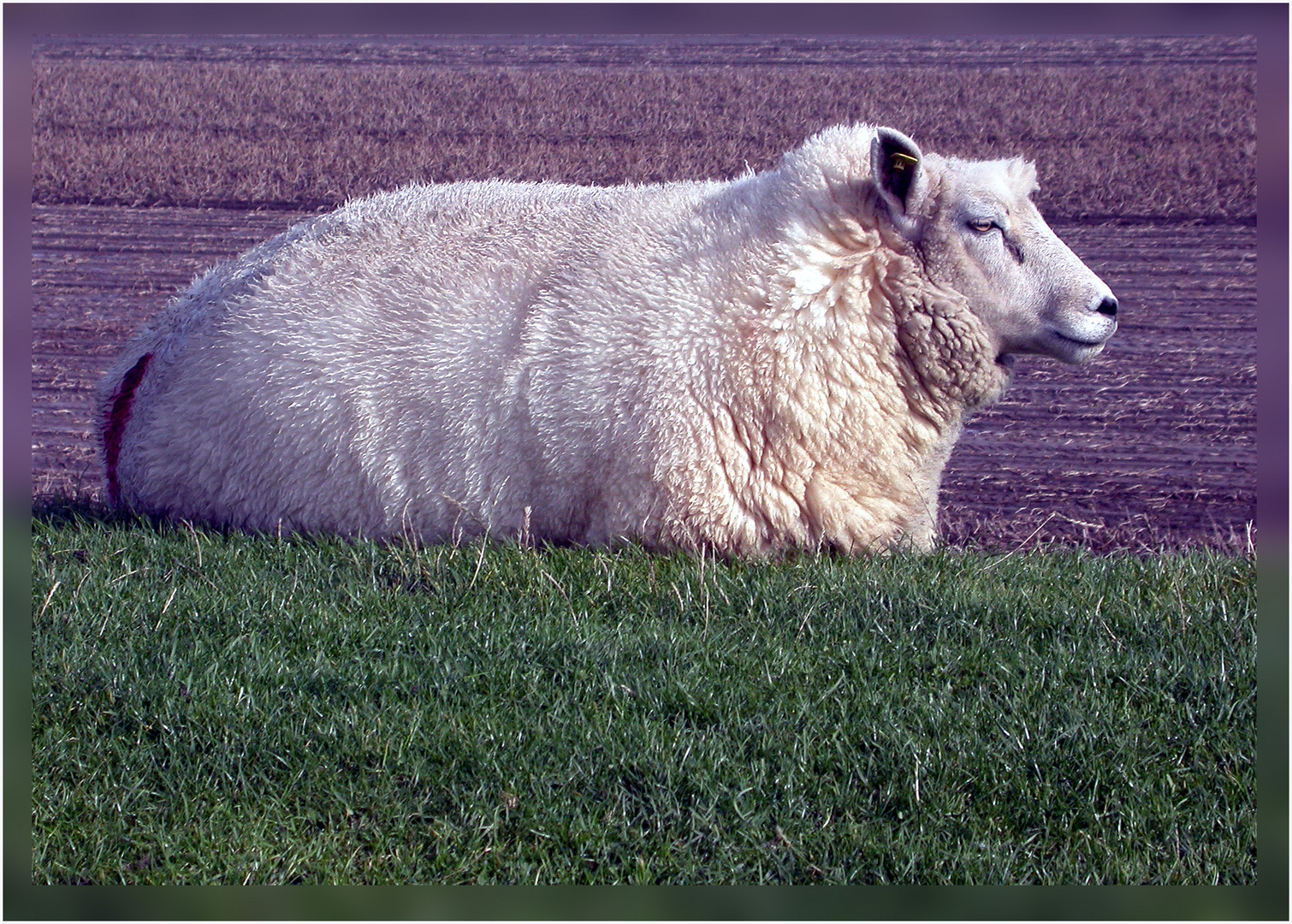 Ich bin ein Schaf in Norddeich