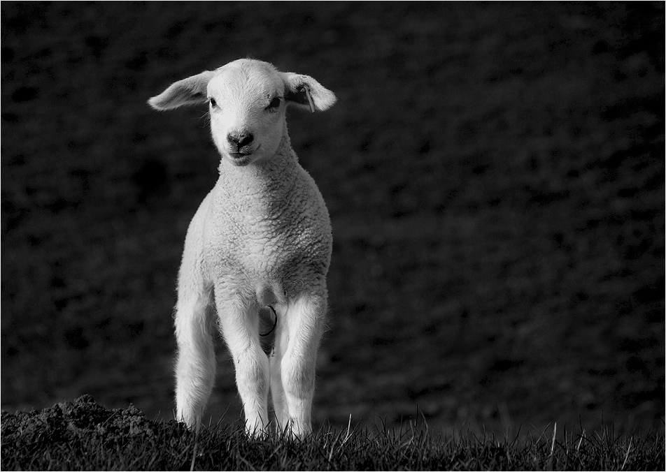 "ich bin ein Schaf und ich steh dazu"