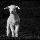 "ich bin ein Schaf und ich steh dazu"