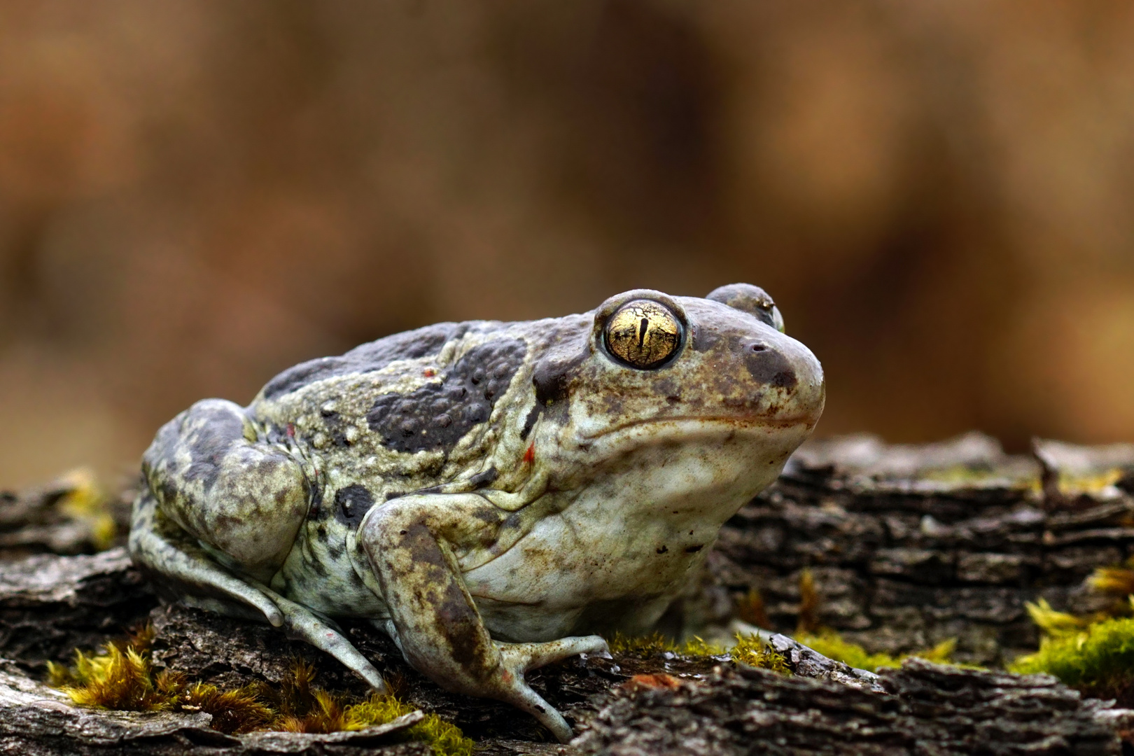 Ich bin ein Schaufelfüßer -  Knoblauchkröte (Pelobates fuscus) 