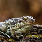 Ich bin ein Schaufelfüßer -  Knoblauchkröte (Pelobates fuscus) 