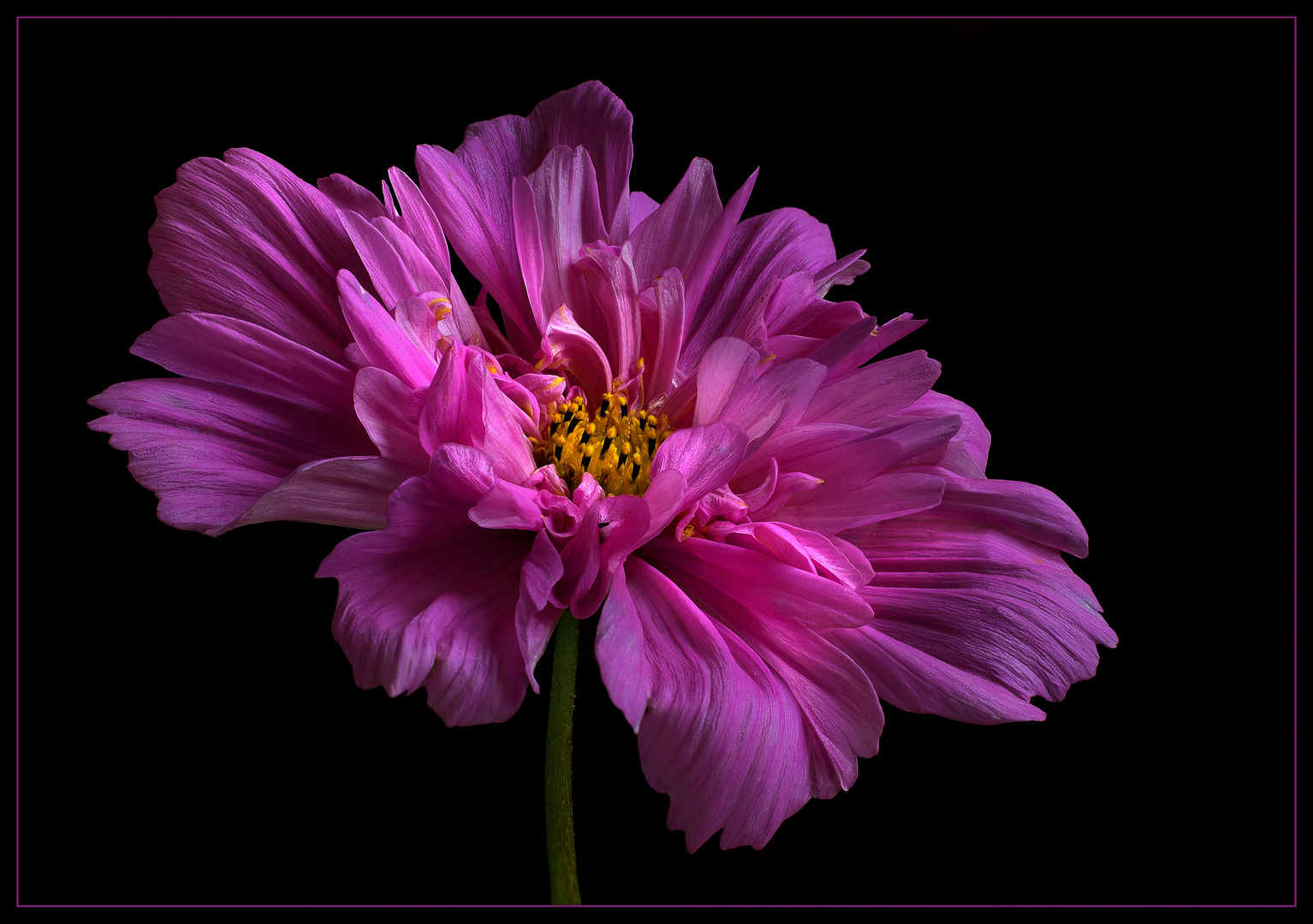 Ich bin ein Schmuckkörbchen - Double Click - ( Cosmos bipinnatus )