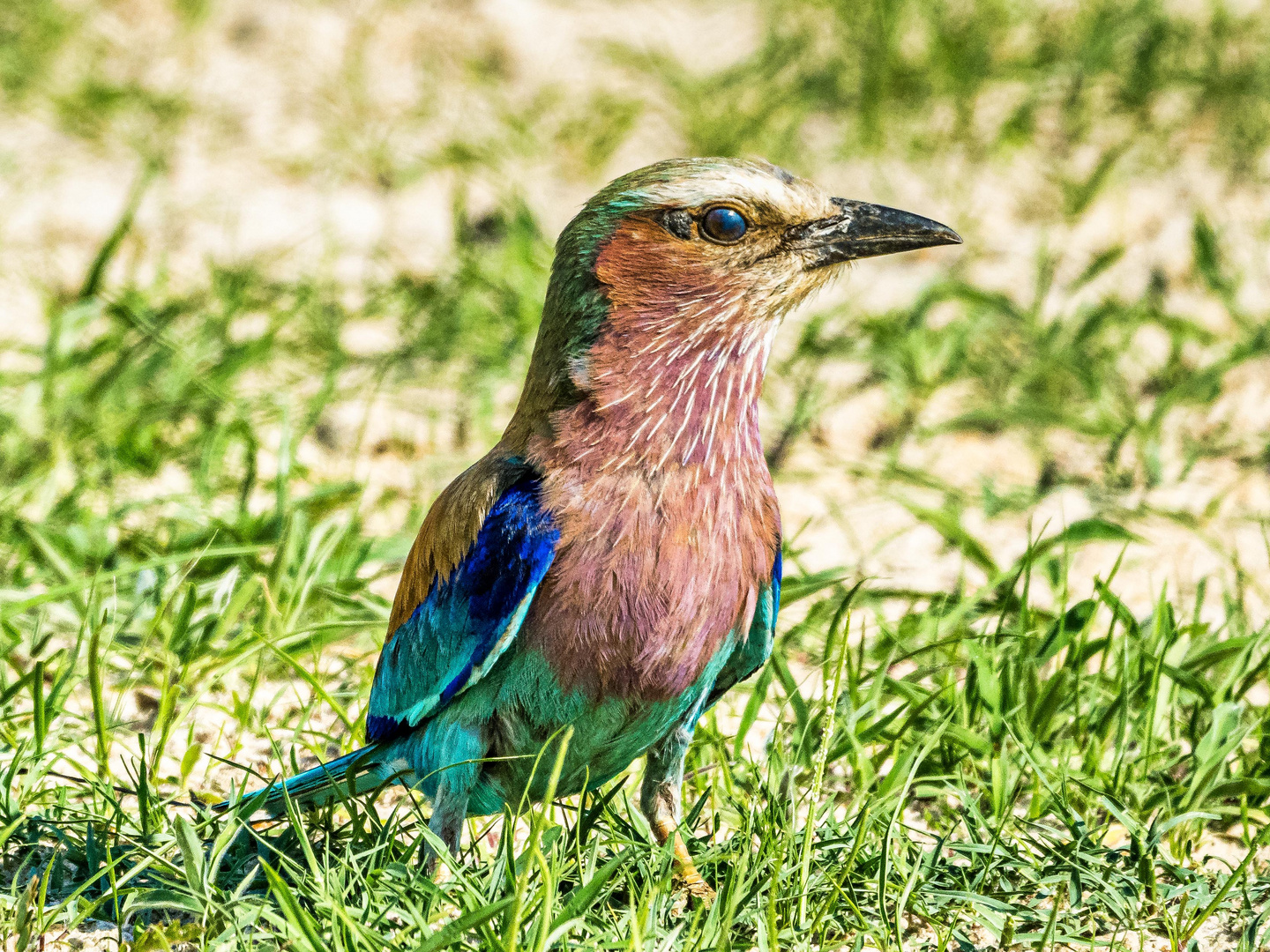 Ich bin ein schöner Vogel