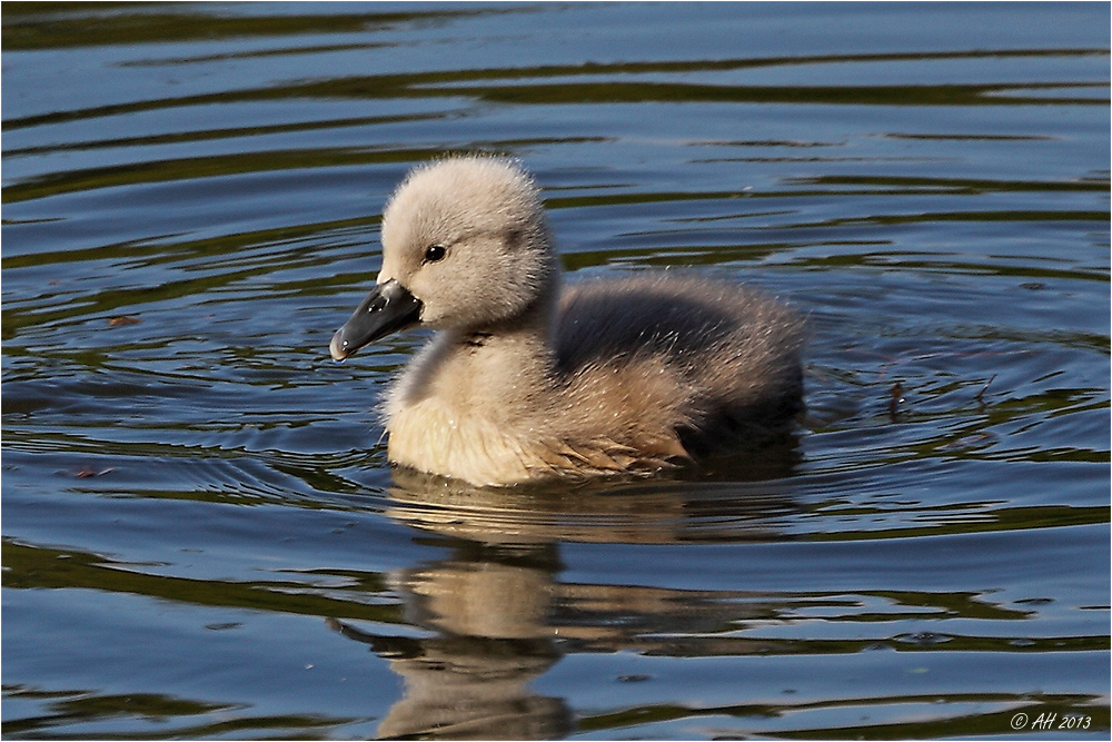 Ich bin ein Schwan...! :-)