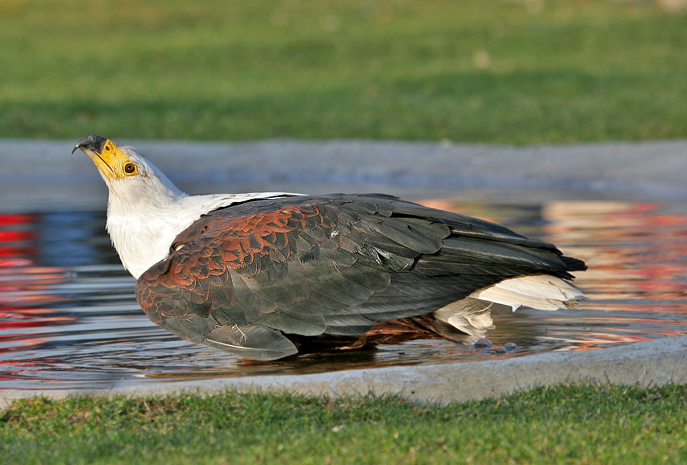 Ich bin ein Schwan ich bin ein Schwan.....