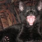 Ich bin ein schwarzer Panther is das klaaaaaaaar !!!!!!!!!!!!!!!!!!!