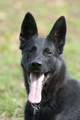 Ich bin ein schwarzer Schäferhund namens Cobra